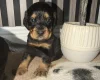 Cocker Spaniel (Working)