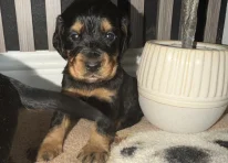 Puppy 2