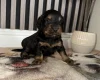 Cocker Spaniel (Working)