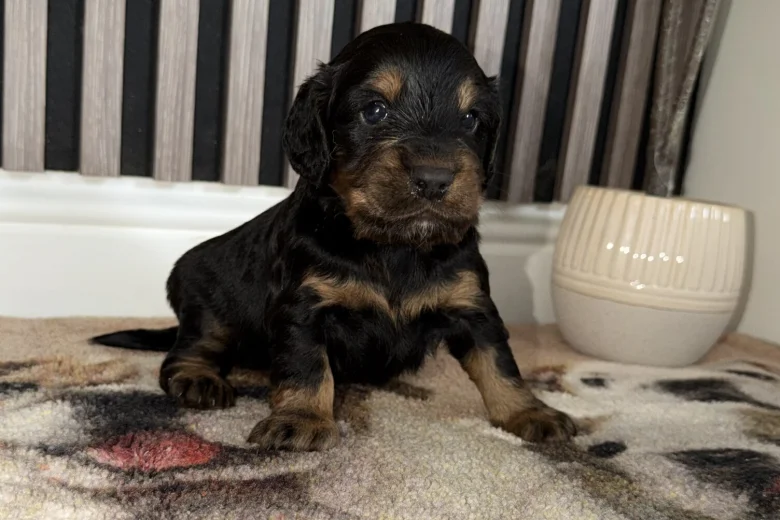 Cocker Spaniel (Working)