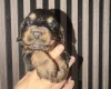 Cocker Spaniel (Working)