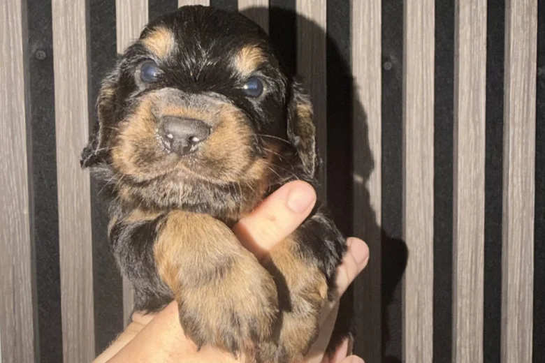 Cocker Spaniel (Working)