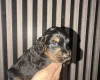 Cocker Spaniel (Working)