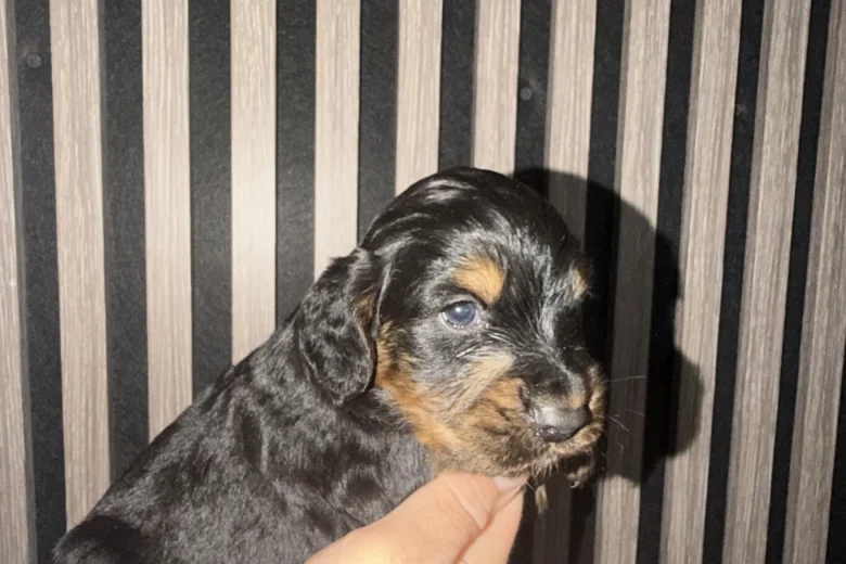 Cocker Spaniel (Working)