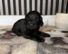 Cocker Spaniel (Working)