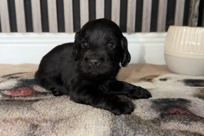 Cocker Spaniel (Working)