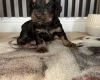 Cocker Spaniel (Working)