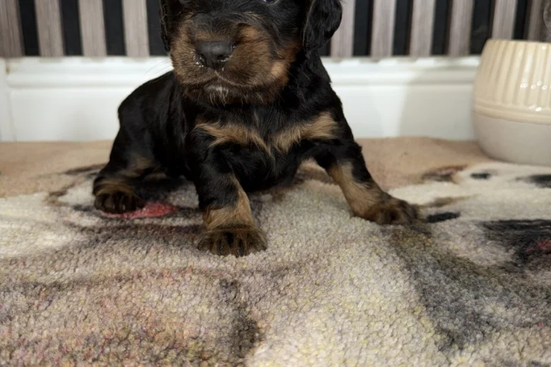 Cocker Spaniel (Working)