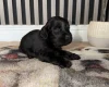Cocker Spaniel (Working)