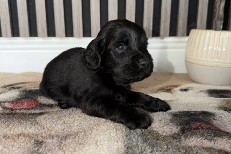 Cocker Spaniel (Working)