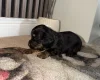 Cocker Spaniel (Working)