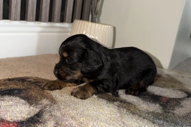 Cocker Spaniel (Working)