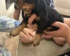 Cocker Spaniel (Working)