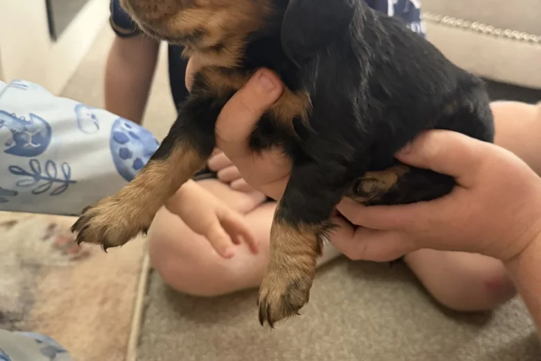 Cocker Spaniel (Working)