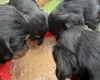 Cocker Spaniel (Working)