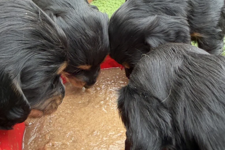 Cocker Spaniel (Working)