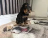 Cocker Spaniel (Working)