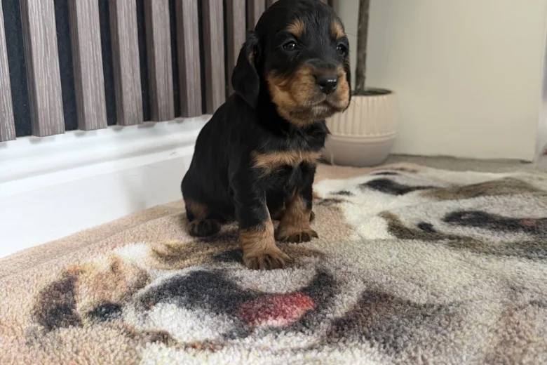 Cocker Spaniel (Working)