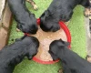 Cocker Spaniel (Working)