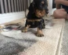 Cocker Spaniel (Working)