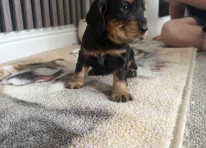 Puppy 3