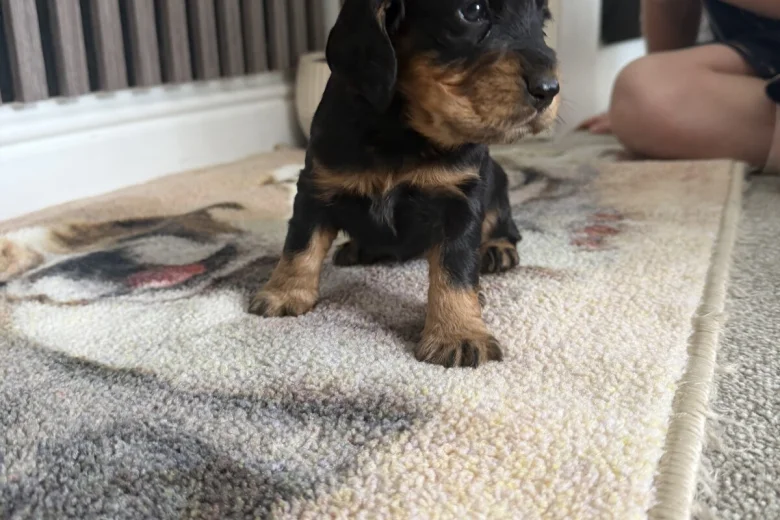 Cocker Spaniel (Working)