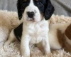 Cocker Spaniel (Working)