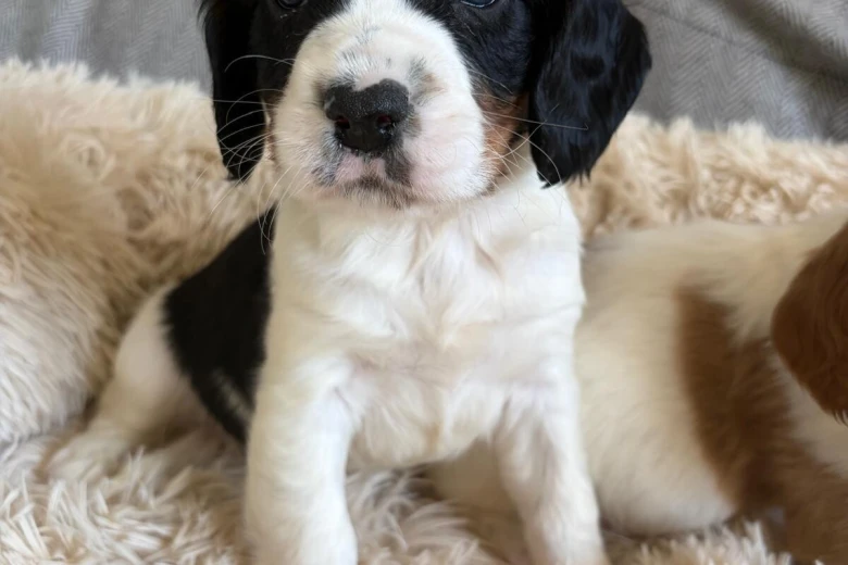 Cocker Spaniel (Working)