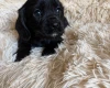 Cocker Spaniel (Working)