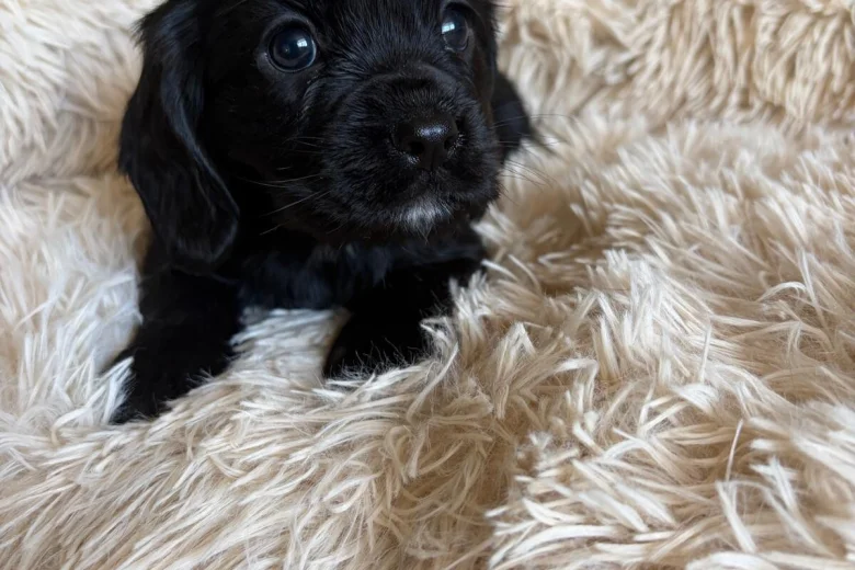 Cocker Spaniel (Working)