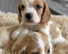 Cocker Spaniel (Working)