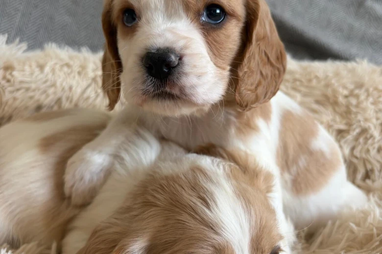 Cocker Spaniel (Working)