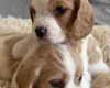 Cocker Spaniel (Working)