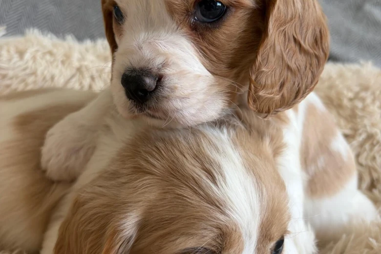 Cocker Spaniel (Working)