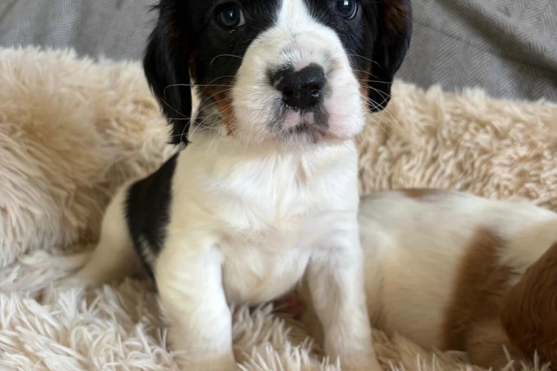 Cocker Spaniel (Working)