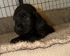 Cocker Spaniel (Working)