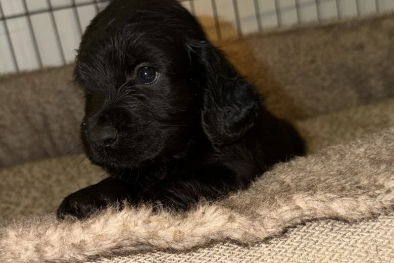 Cocker Spaniel (Working)