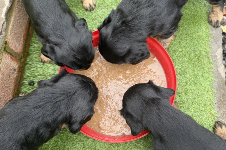 Cocker Spaniel (Working)