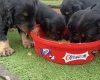 Cocker Spaniel (Working)