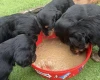 Cocker Spaniel (Working)