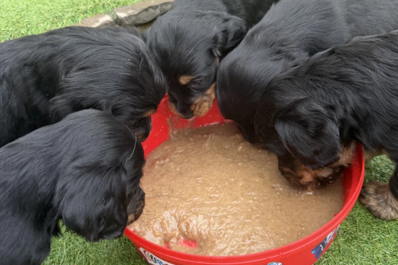Cocker Spaniel (Working)