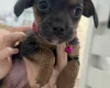 Dachshund (Long Haired)