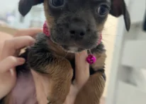 Skye