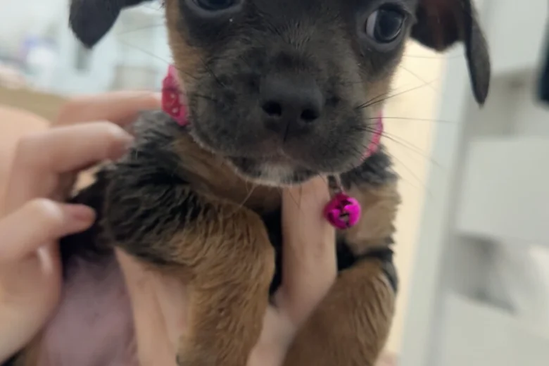 Dachshund (Long Haired)