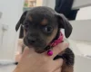 Dachshund (Long Haired)