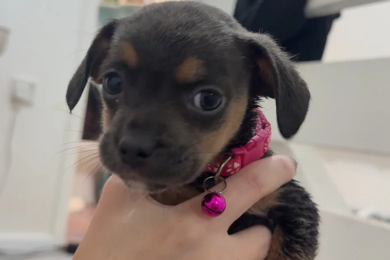 Dachshund (Long Haired)