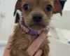 Dachshund (Long Haired)