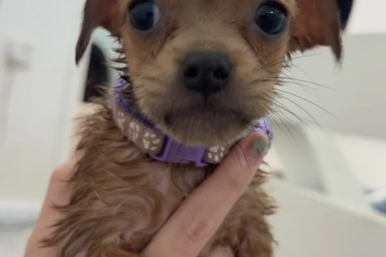 Dachshund (Long Haired)