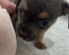 Dachshund (Long Haired)