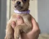 Dachshund (Long Haired)